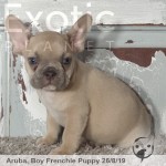 Aruba Lilac Fawn Male Frenchie Puppy POA